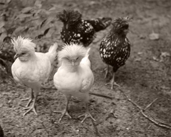 04_4chickateens_0756